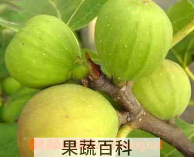 果蔬百科无花果