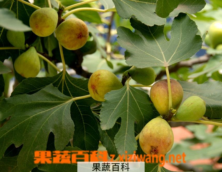 果蔬百科无花果