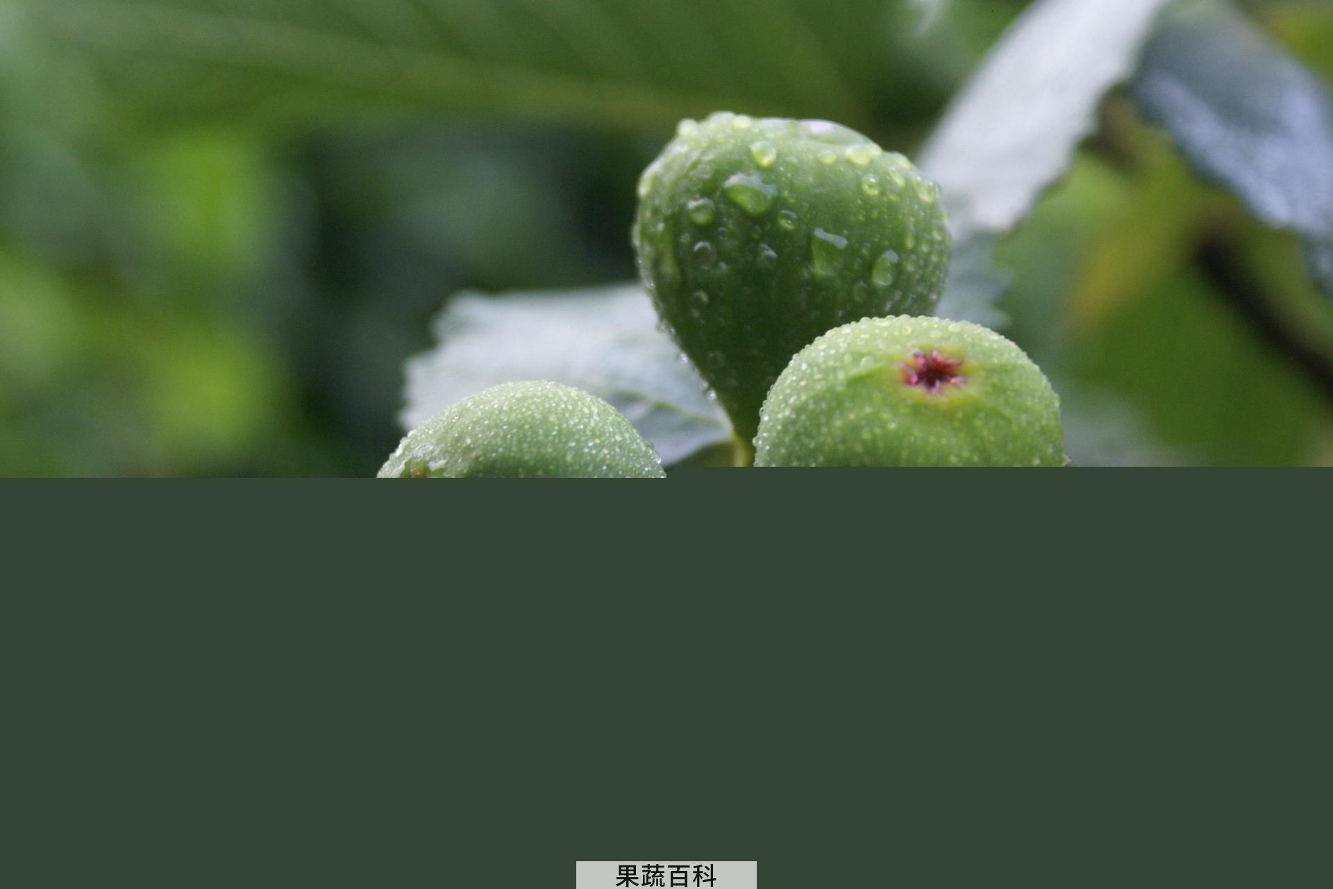 果蔬百科无花果