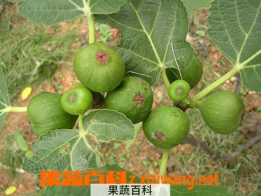 果蔬百科无花果
