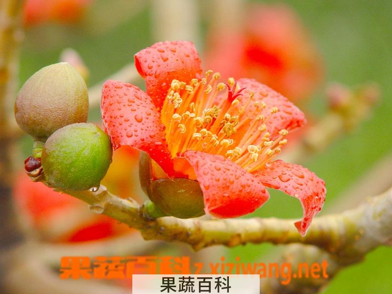 果蔬百科无花果