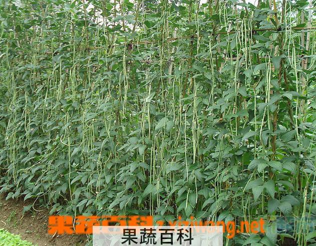 果蔬百科豇豆