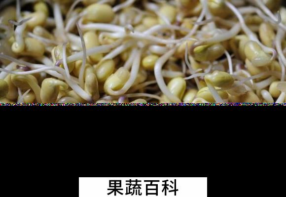 果蔬百科黄豆芽的功效与作用