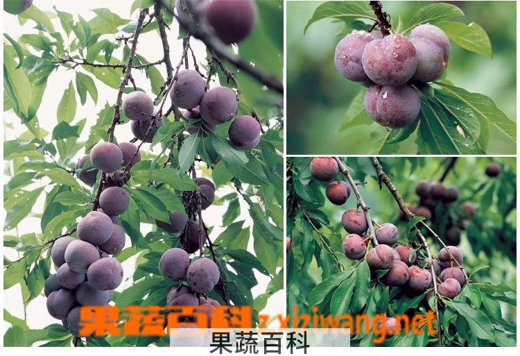 果蔬百科黑布林