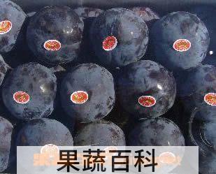 果蔬百科黑布林
