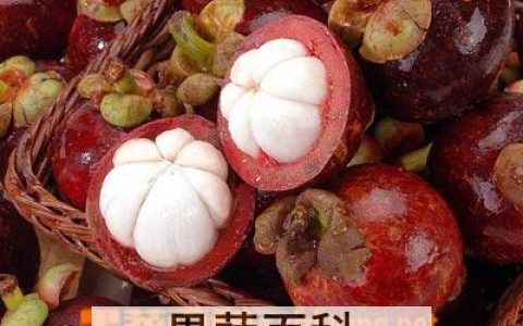 山竹功效和营养价值剖析