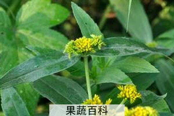 果蔬百科风花菜的功效与作用