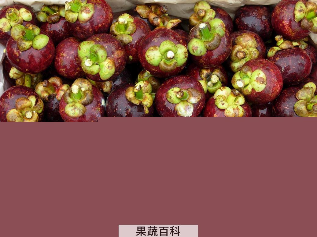 果蔬百科山竹