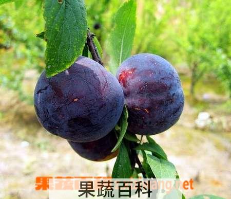 果蔬百科黑布林