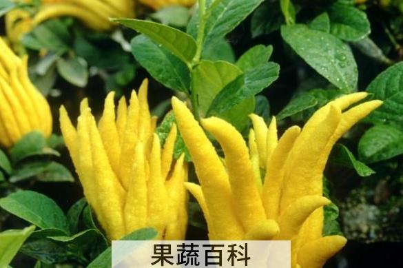 果蔬百科佛手的药用价值与功效