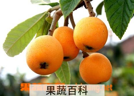 果蔬百科枇杷