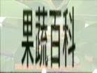 果蔬百科柿子叶