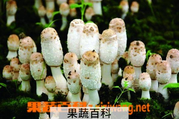 果蔬百科鸡腿菇怎么做好吃 鸡腿菇的做法