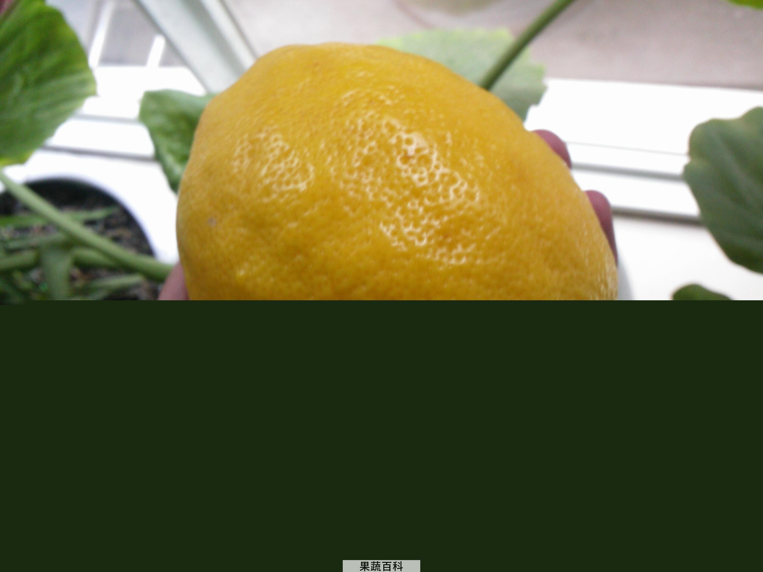 果蔬百科柠檬