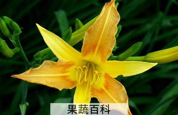 果蔬百科黄花菜有毒吗