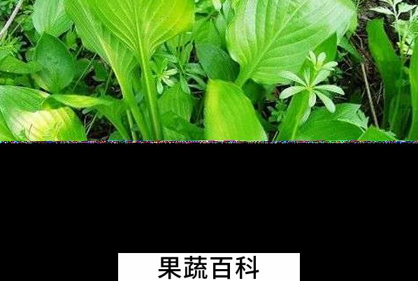 果蔬百科哪些野菜不能吃