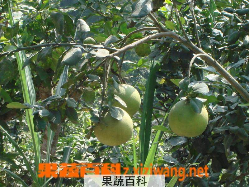 果蔬百科柚子