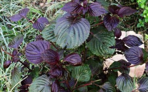 紫苏叶的功效与作用及食用方法 紫苏叶的功效和作用有哪些