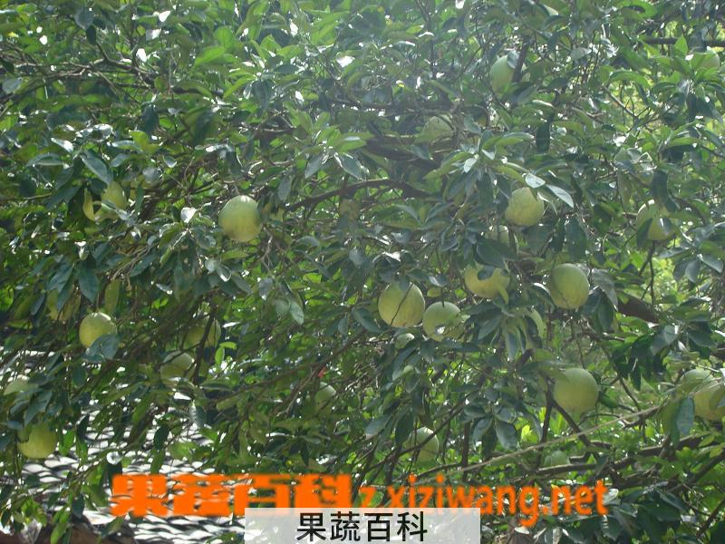 果蔬百科柚子