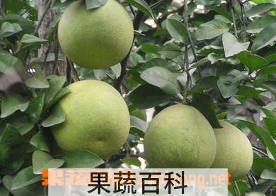 果蔬百科文旦果
