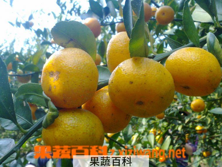果蔬百科蜜橘