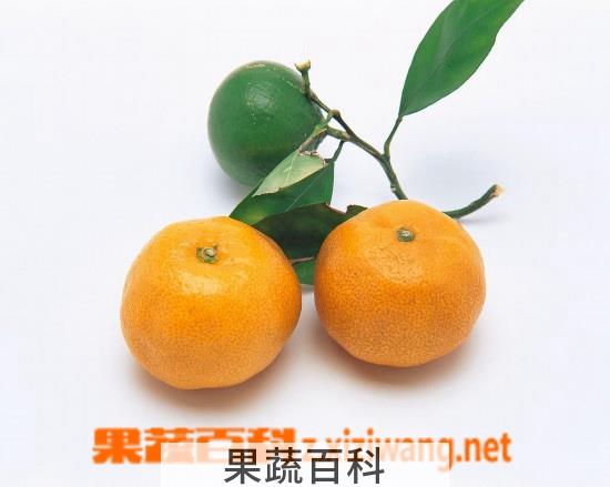 果蔬百科桔子
