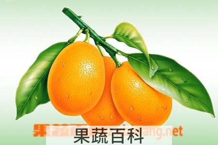 果蔬百科金橘