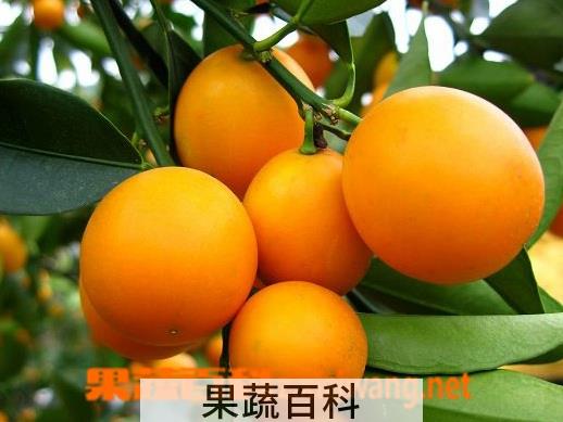 果蔬百科金橘