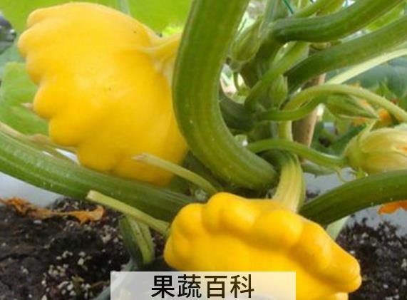 果蔬百科飞碟瓜的功效与作用