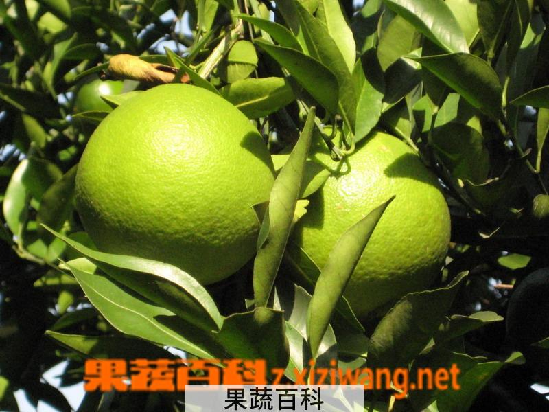 果蔬百科柚子