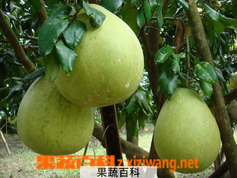 果蔬百科柚子