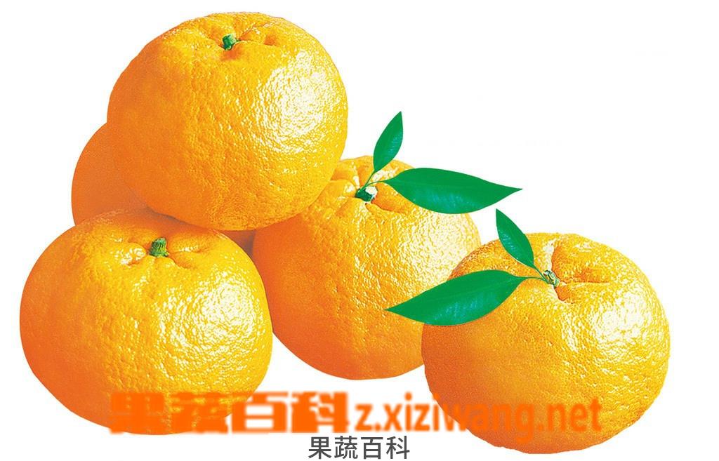 果蔬百科芦柑