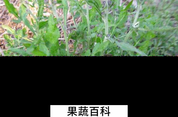 果蔬百科泥胡菜的食用方法