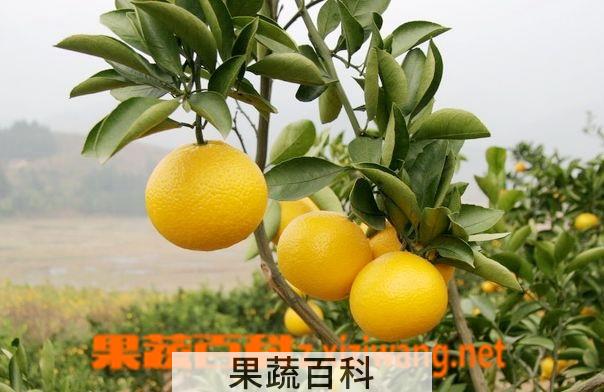 果蔬百科柚子