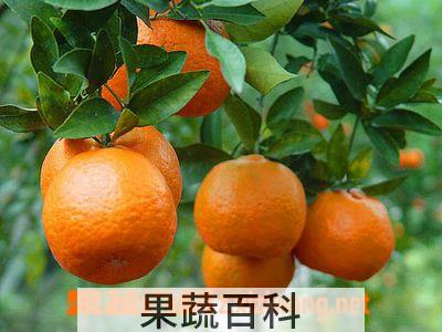 果蔬百科甜橙