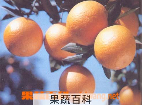 果蔬百科橙子