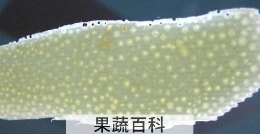 果蔬百科甜蜜柚子条