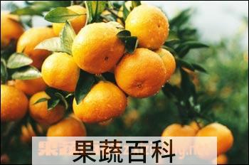 果蔬百科蜜橘