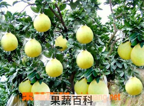 果蔬百科蜜柚