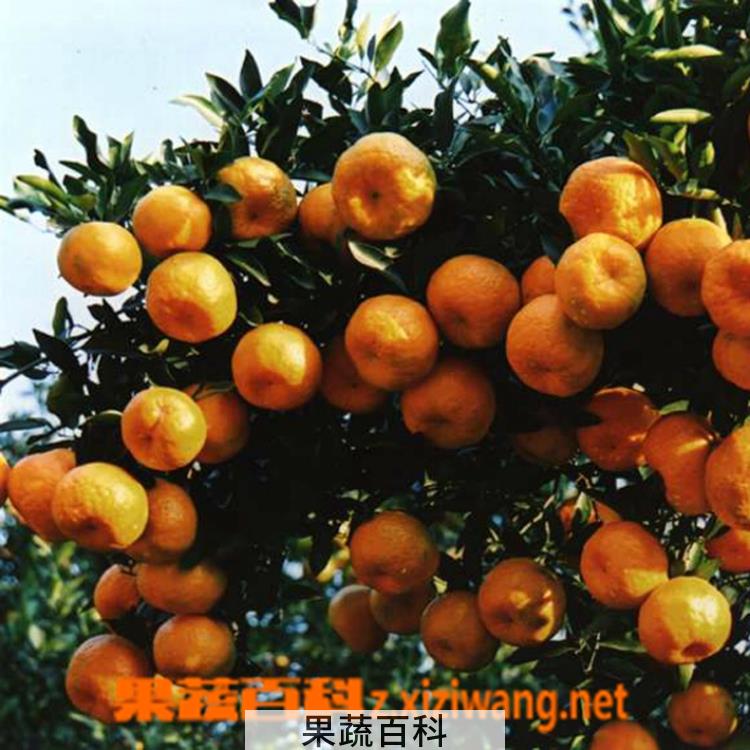 果蔬百科蜜橘
