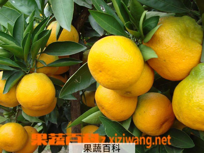 果蔬百科蜜桔