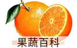 果蔬百科橘子