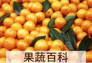 果蔬百科蜜桔