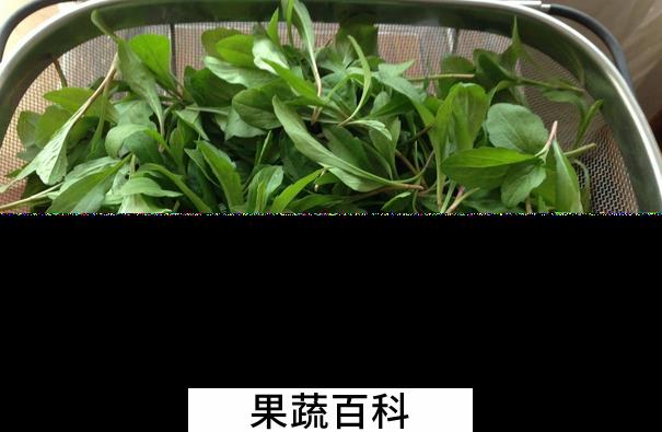 果蔬百科马兰头的功效与作用