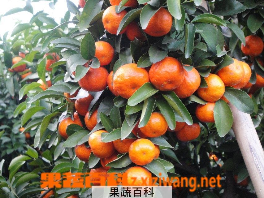 果蔬百科砂糖橘