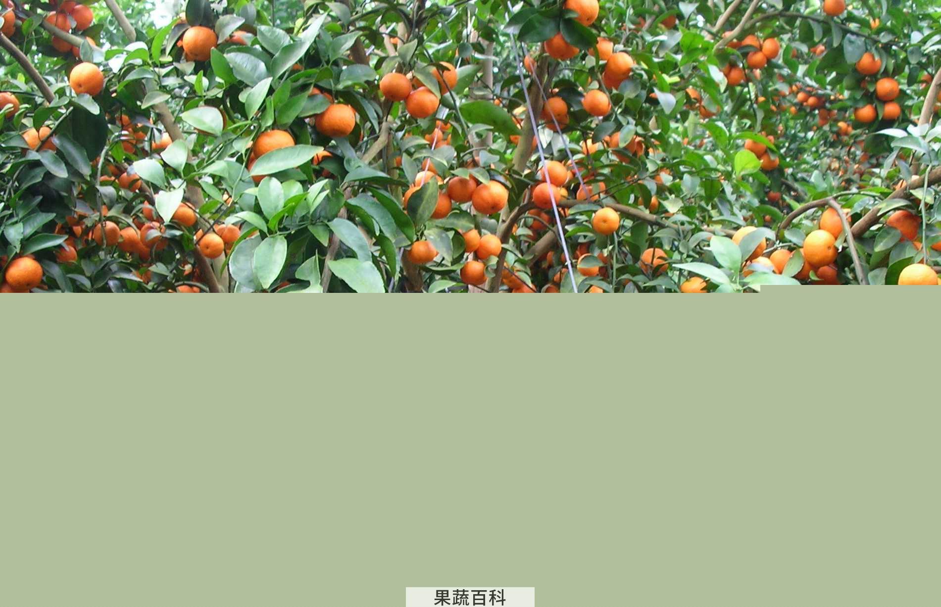果蔬百科砂糖橘