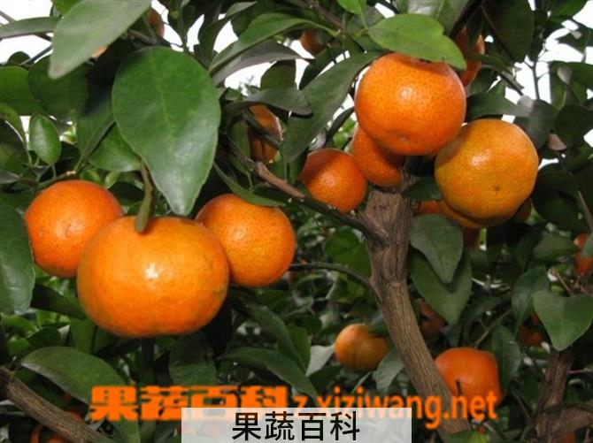 果蔬百科砂糖橘