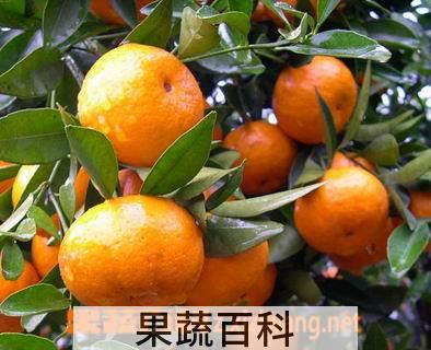果蔬百科砂糖橘