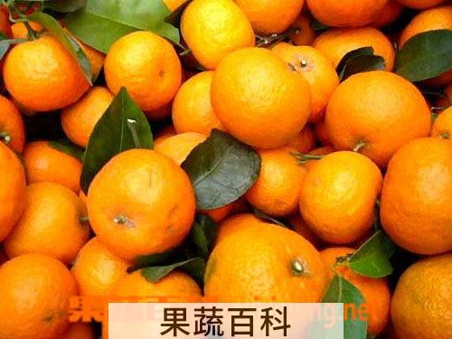 果蔬百科砂糖橘