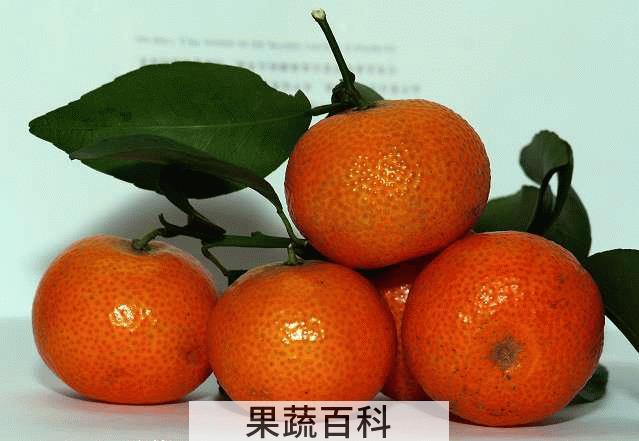 果蔬百科沙糖桔
